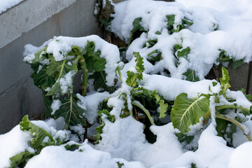 Snow in the garden and outside