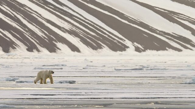 White lonely polar bear walking on drift ice on a frozen bay in Svalbard