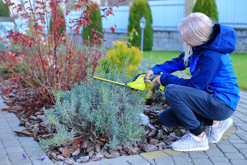 A young Caucasian woman with short blond hair trims lavender plants in a garden. She wears a blue...