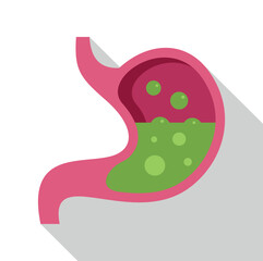 Stomach organ filled with acid during digestion process