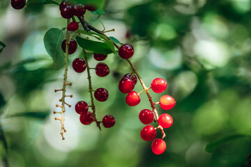 Fototapeta premium Closeup of Northern red currant (Ribes triste) berries hanging from green leaves in summer, Mashteuiatsh, Quebec, Canada