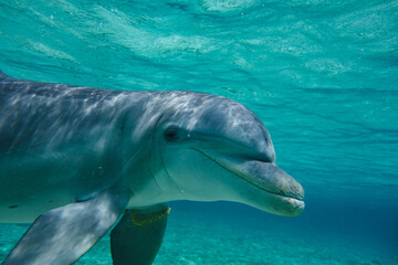 Naklejka premium Underwater dolphin swimming in turquoise water