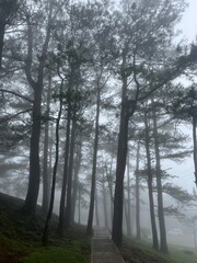 Fototapeta premium trees in the fog