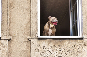 Szczęśliwy Pitbull wyglądający przez okno w mieszkaniu, zabawny portret psa w miejskim domu. © Pol Badger