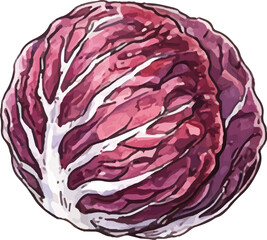 Obraz premium Watercolor Red Radicchio Head Vibrant Leaves Illustration