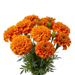 Vibrant orange marigold flowers arrangement fresh cut blossoms bouquet natural beauty isolated on transparent background