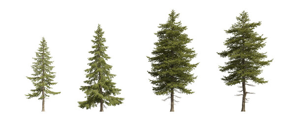 Collection of realistic pine and spruce trees. isolated conifer 3d render on transparent background. © Everythingsyouneed