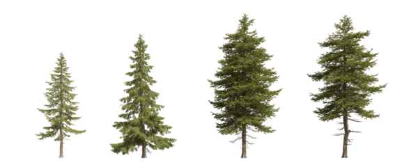 Collection of realistic pine and spruce trees. isolated conifer 3d render on transparent background.