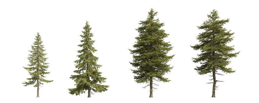 Collection of realistic pine and spruce trees. isolated conifer 3d render on transparent background.