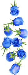 Blue Rose Flower