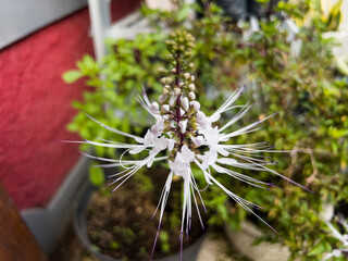 Cat&rsquo;s whiskers plant is a tropical medicinal herb known for its distinctive long stamens and its traditional use in herbal remedies, especially for supporting kidney and urinary health.