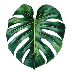 Vibrant green monstera leaf isolated showing intricate natural veins and pattern isolated on transparent background
