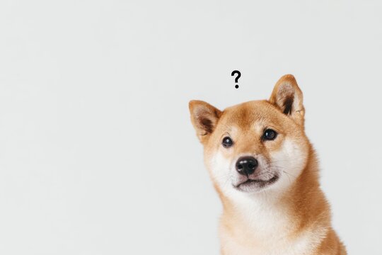 Confused shiba inu tilting head with question mark above looks uncertain against a white background