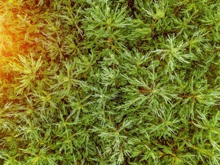 Natural winter forest pattern from above