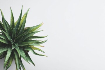 Fototapeta premium Green Aloe Vera plant sits on a clean white surface during daylight indoors