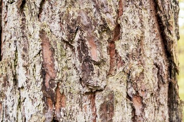 Fototapeta premium Dry cracked tree bark with organic pattern