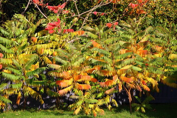 Garden bush showing range of beautiful Autumnal Colours.