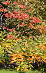 Portrait view of bush displaying range of beautiful autumnal colour.