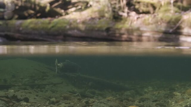 Split-shot of a Coho salmon in their spawning grounds in a shallow creek in the Pacific Northwest in Canada.