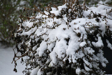 Dried garden bush branches covered in heavy white snow