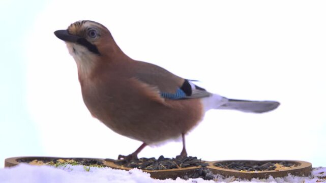A close-up of a jay eating seeds from a bird feeder.