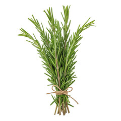 Fototapeta premium Fresh rosemary herb bunch isolated on transparent background, tied with twine, studio shot