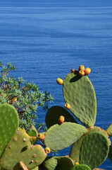 Prickly pear cactus & sea (Sicily)
