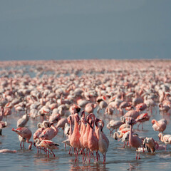 Obraz premium Lesser Pink Flamingoes at Lake Nakuru, Kenya