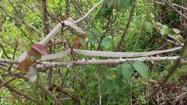 Shed Snake Skin Hanging on Tree Branch in Wild Nature