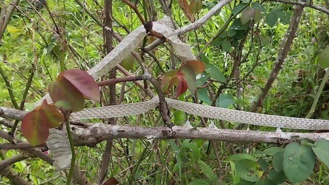 Shed Snake Skin Hanging on Tree Branch in Wild Nature