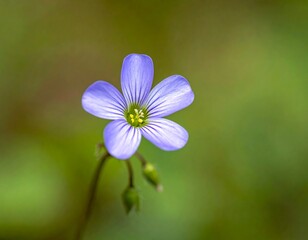 Fototapeta premium Isolated soft purple flower with delicate white veining and a yellow center on a smooth green background
