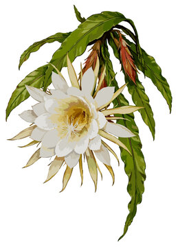 Epiphyllum oxypetalum illustration art
