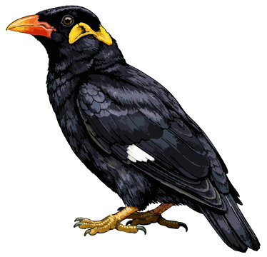 Gracula religiosa illustration art
