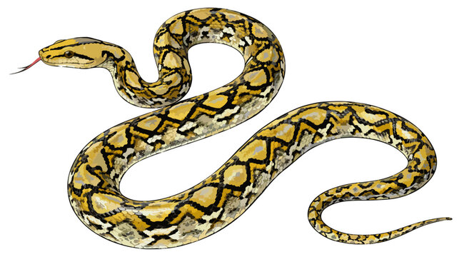 Python reticulatus illustration art