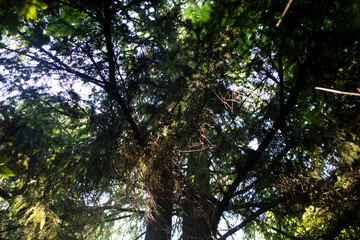 Trees in the forest. Spruce forest. Spruce branches.