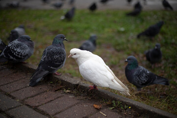White pigeon in the park. A white dove stands on the ground. Bird in the city.
