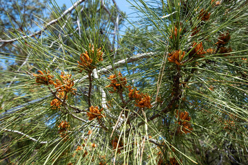 green pine tree close up