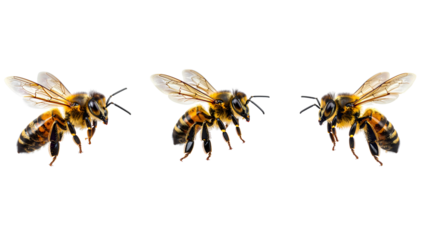Western Honey Bee in Flight with Wings Fully Extended, Detailed Front View, Isolated