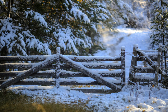 Wooden fence in the forest - Powered by Adobe