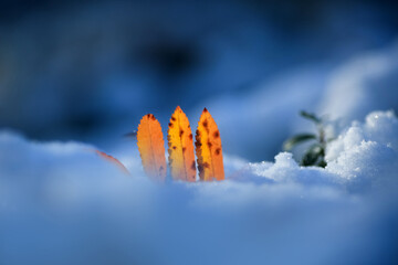 Leaf covered with snow after snowfall