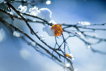 Plant covered with snow after snowfall