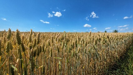field of wheat