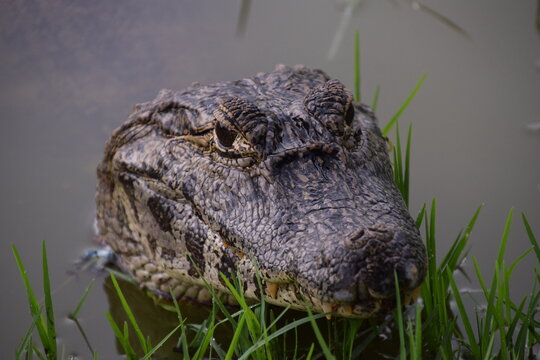 crocodile head emerging from the water