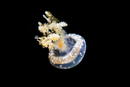 The spotted jelly (Mastigias papua) is a species of jellyfish from the Indo-Pacific oceans. Like corals, sea anemones, and other sea jellies, it belongs to the phylum Cnidaria.