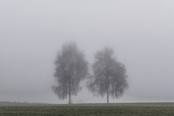 November Nebel Landschaften im Winter im bayerischen Wald, Deutschland