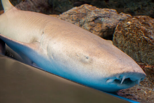 The tawny nurse shark (Nebrius ferrugineus) is a species of carpet shark in the family Ginglymostomatidae, and the only extant member of the genus Nebrius.