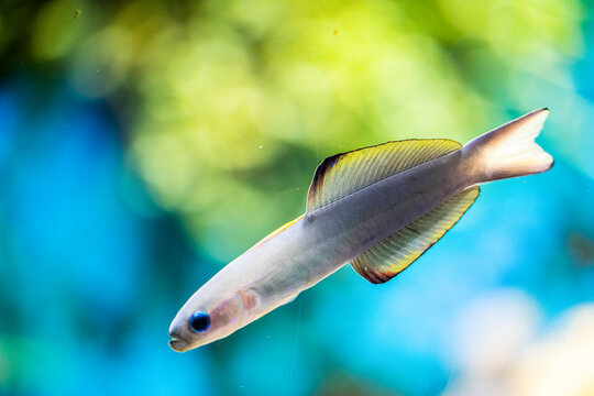 Blackfin Dartfish (Ptereleotris evides) is a species of dartfish native to the Indian Ocean and the western Pacific Ocean. It is a reef inhabitant.