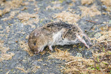 Ein tote Feldmaus auf der Stra&szlig;e im Winter in Bayern, Deutschland