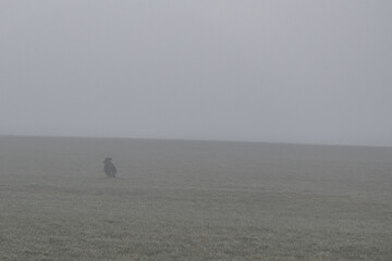 November Nebel Landschaften im Winter im bayerischen Wald, Deutschland