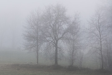 November Nebel Landschaften im Winter im bayerischen Wald, Deutschland